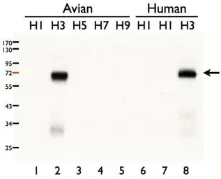 Anti-Influenza A virus H3N2 HA (Hemagglutinin) antibody used in Western Blot (WB). GTX127363